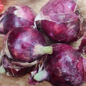 솔바우 송씨네 자색양파 10kg