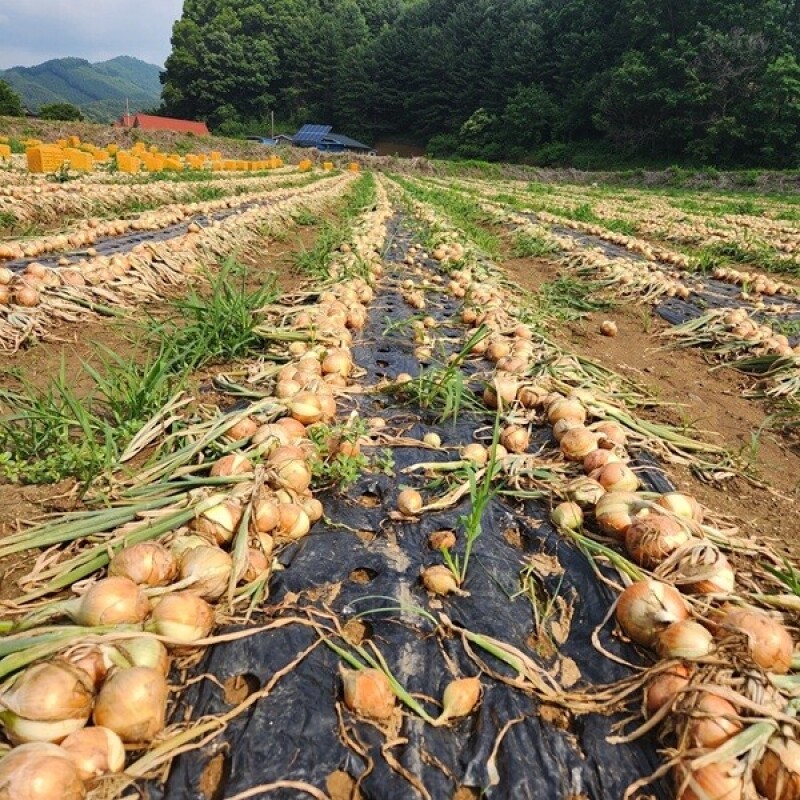 솔바우농부쌀,솔바우,춘천솔바우,지역먹거리,현지인먹거리,춘천먹거리,강원먹거리,백미,쌀,춘천농산물,강원농산물