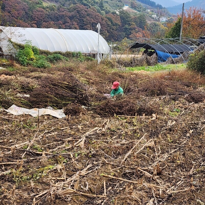 솔바우농부쌀,솔바우,춘천솔바우,지역먹거리,현지인먹거리,춘천먹거리,강원먹거리,백미,쌀,춘천농산물,강원농산물